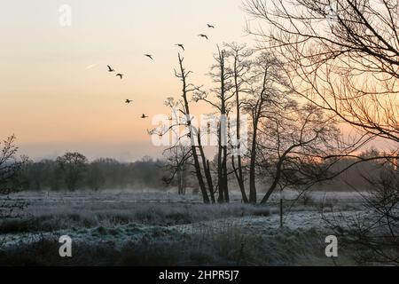 Waverley Lane, Elstead. 23rd. Februar 2022. Ein kalter und frostiger Start in den Tag für die Heimatkreise. Frostige Bedingungen entlang des River Wey bei Thundry Meadows in Elstead, in der Nähe von Godalming, in Surrey. Kredit: james jagger/Alamy Live Nachrichten Stockfoto