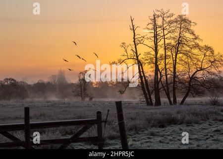 Waverley Lane, Elstead. 23rd. Februar 2022. Ein kalter und frostiger Start in den Tag für die Heimatkreise. Frostige Bedingungen entlang des River Wey bei Thundry Meadows in Elstead, in der Nähe von Godalming, in Surrey. Kredit: james jagger/Alamy Live Nachrichten Stockfoto