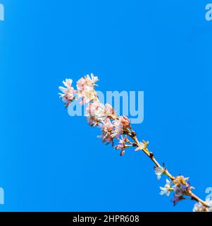 Rosa Wilde Himalaya-Kirsche (Prunus cerasoides) Sour Cherry Flower (Thai Sakura Cherry Blossom) Vollblüte Nahaufnahme Makro unter klarem blauen Himmel in Sprotte Stockfoto