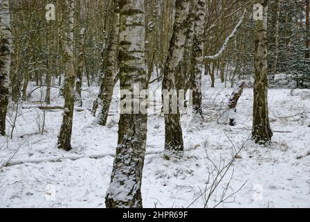 Birke Winterwald - heller Wintertag im Birkenwald Stockfoto