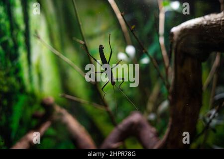 Riesenwanze auf dem Glas eines Terrariums in einem Zoo Stockfoto