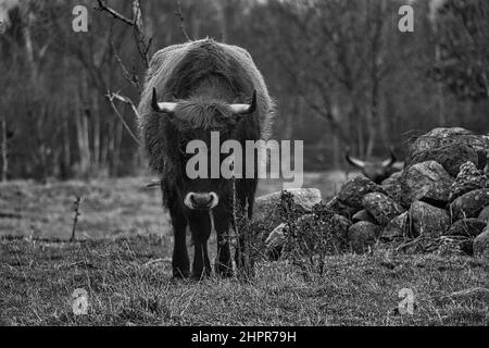 Schwarz-Weiß-Schuss von Hochlandrindern auf einer Wiese. Starke Hörner braunes Fell. Landwirtschaft und Tierzucht. Säugetiere aus Schottland. Stockfoto