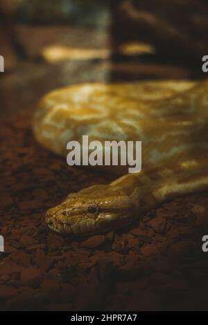 Phyton Schlange auf einem Terrarium in einem Zoo Stockfoto