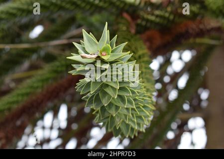 Auracaria von Chile. Puzzlebaum Des Affen. Nahaufnahme der Zweigstelle. Makrofoto mit grüner Nadel. Stockfoto
