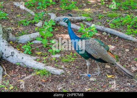 Pfauen ernähren sich von der Ground Prison Island, Sansibar, Tansania. Stockfoto