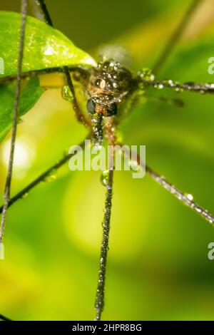 Portraitaufnahme einer großen Mücke mit schwarzen verpixelten Augen Im Fokus und Wasser taut darauf Stockfoto