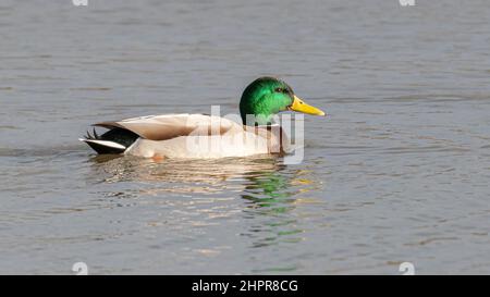 Männliche Stockente (Anas platyrhynchos) in der Sonne Stockfoto