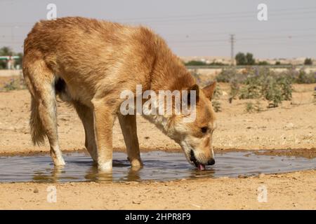 Brauner Hund trinkt Wasser aus einer Pfütze in der Wüste Stockfoto