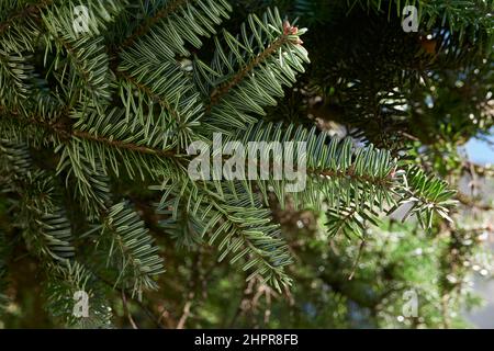 Abies alba Zweig und Stamm aus der Nähe Stockfoto