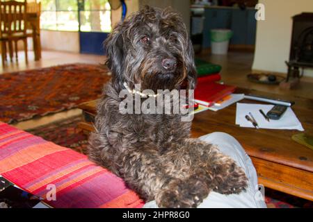 Shabby Dog auf einer Couch in einem heimischen Wohnzimmer Stockfoto