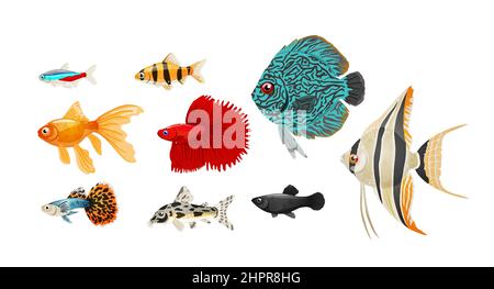 Süßwasseraquarium Fische in realistischem Stil gesetzt, Vektor-Illustration. Stock Vektor