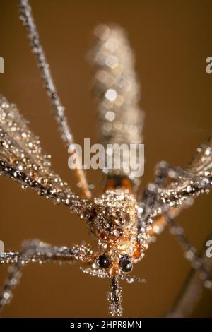 Gefrorene Mücke sieht aus wie ein Alien mit Wassertropfen alle Darüber Stockfoto