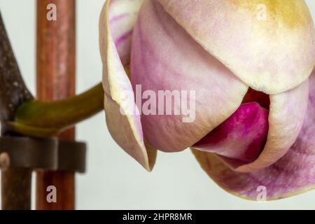 Blühende lila Phalaenopsis Orchideenblume. Nahaufnahme. Wunderschöne Details mit tropischen Blumenmotiven Stockfoto