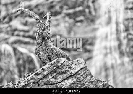 Schwarz-Weiß-Porträt eines majestätischen Ibex-Männchens mit Wasserfällen im Hintergrund (Capra Ibex) Stockfoto