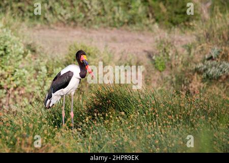 Sattelschnabel-Storch (Ephippiorhynchus senegalensis), der nach Nahrung fegt. Fotografiert im Lake Manyara National Park, Tansania Stockfoto