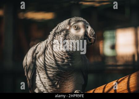 Porträt eines grauen Papageien in Gefangenschaft Stockfoto