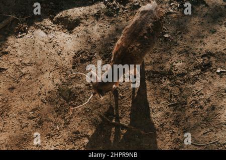 Damwild auf dem Boden von oben Stockfoto