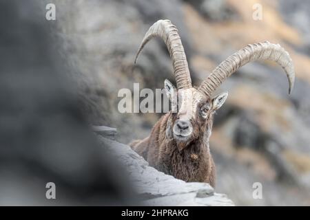 Von Angesicht zu Angesicht mit altem Steinbock-Männchen (Capra ibex) Stockfoto