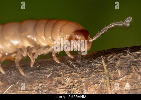 Hellweißer Tausendfüßler mit scharfen Beinen, die auf einem Stock laufen Stockfoto