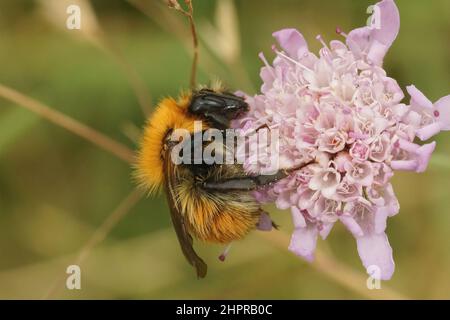 Nahaufnahme der braunen gebänderten Hummel, Bombus pascuorum, auf einer rosa, scheußlichen Blume Stockfoto