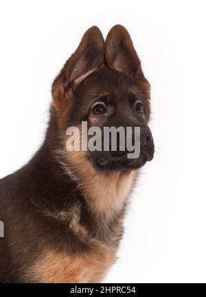 Deutscher Schäferhund im Alter von 13 Wochen Stockfoto