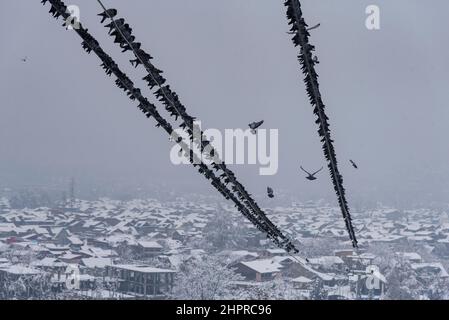 Kaschmir, Indien , 23/02/2022, Srinagar, Indien. 23rd. Februar 2022. Tauben werden auf einem Draht mit einer Srinagar-Antenne im Hintergrund bei starkem Schneefall gesehen.das Kaschmir-Tal am Mittwochmorgen erwachte durch eine starke Schneedecke, die das normale Leben der Menschen gestört hat. Der Flugbetrieb, der Oberflächentransport und die Routineaktivitäten des Lebens kamen zum Stillstand. Kredit: SOPA Images Limited/Alamy Live Nachrichten Stockfoto