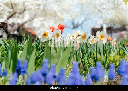 Schöner Frühlingsgarten mit blauen Muscari, Narzissenblüten, roten Tulpen und blühenden Kirschbäumen Stockfoto