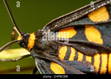 Oben unten behaarte Aufnahme einer gelb-schwarz gefleckten Tiger-Motte Stockfoto