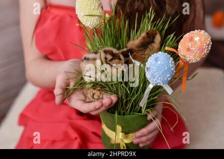 Hühner, Ostereier, grünes Gras in einem Topf in den Händen eines Mädchens. Das Konzept eines Frohe Ostern. Stockfoto