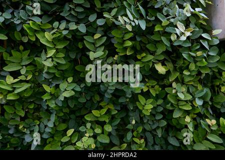 Ficus pumila Pflanze Stockfoto