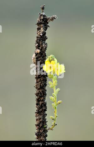 Kleine gelbe Königskerze blüht in der Dämmerung auf der Wiese. Sprießen auf einem trockenen Stiel. Wilde Heilpflanze. Unscharfer Hintergrund, Kopierbereich. Gattung Verbascum thapsus. Stockfoto