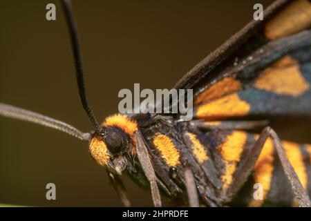 Tiger Motte/Schmetterling amati trigonophora Motte. Nahaufnahme der gelb-schwarz getupften Motte Stockfoto