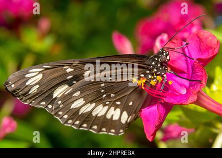Ganzkörperaufnahme in einem rosa Blumengarten eines gewöhnlichen Krähenschmetterlings/schwarz-weiß gefleckten Schmetterlings Stockfoto