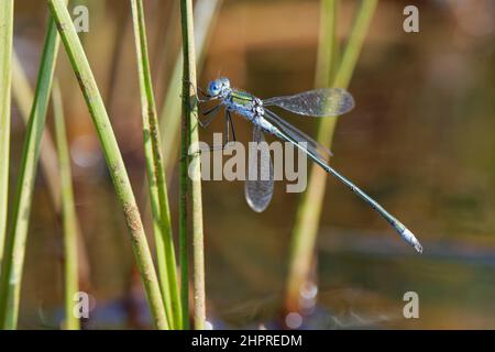 Smaragddamselfly (Lestes sponsa) Männchen, das auf einem Talkerstamm in einem sumpfigen Pool ruht, Godlingston Heide, Dorset, Großbritannien, August. Stockfoto