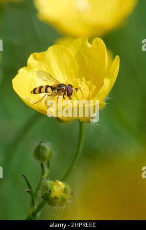 Meadow Eupeodes Hoverfly / Meadow Field syrph (Eupeodes latifasciatus) Nektaring on Meadow Buttercup (Ranunculus acris) Flower in Chalk Grassland, UK. Stockfoto