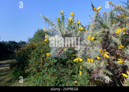 Seidenzelte mit Gorse-Spinnmilbe (Tetranychus lintearius), die einen Karstbusch (Ulex europaeus) auf Heide umhüllen, Devon, England, September. Stockfoto