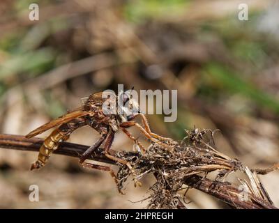 Hornet-Raubfliege (Asilus crabroniformis) Männchen, das auf getrockneter Vegetation thront und nach Beute sucht, Polden Hills, Somerset, Großbritannien, September. Stockfoto