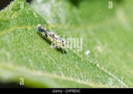 Kartoffelblättriger Trichter / Brennnesselblattbehälter (Eupteryx aurata) Sonnen auf einem Sonnenblumenblatt (Helianthus annuus) in einem Garten, Wiltshire, Großbritannien, Juli. Stockfoto