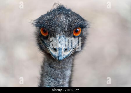 Kopfschuss der WWU (Dromaius novaehollandiae). Queensland, Australien Stockfoto