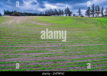 Feld mit Winterweizen in dekorativen Kreisen, Dänemark Stockfoto