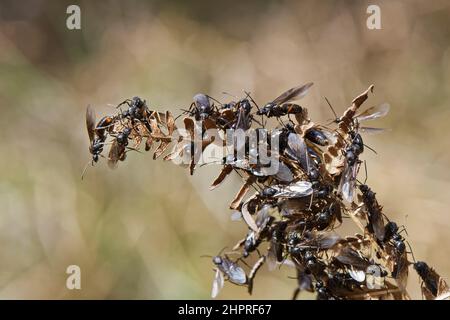Südliche Waldameise (Formica rufa) geflügelte männliche Aalate, die ein getrocknetes Brackenblatt besteigen, um von dort auszuziehen, nachdem sie aus einem Nest, Dorset Heathland, Großbritannien, hervorgegangen sind. Stockfoto