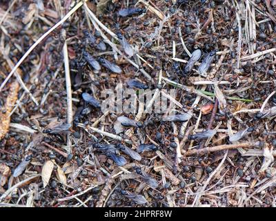 Südliche Waldameise (Formica rufa) brütet an der Oberfläche mit vielen Arbeitern und auftauchenden geflügelten männlichen Aalaten, Dorset-Heide, Großbritannien, Mai. Stockfoto