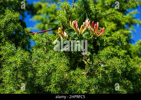 Blühender Waldeier, Lonicera periclymenum, in freier Wildbahn auf der Insel South Koster, Bohuslän, Schweden. Stockfoto