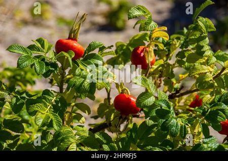 Reife Hagebutten der Strandrose (Rosa rugosa), die Tomaten ähneln, stehen auf einem Busch in freier Wildbahn. Stockfoto