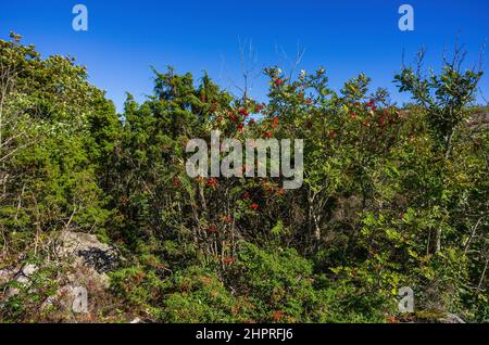 Sträucher von wilder Bergasche, Sorbus aucuparia, voll von reifen Ebereschen-Beeren im Hochsommer. Stockfoto