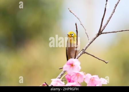 In der Frühjahrssaison auf Kirschblüten ruht auch ein japanischer Weißauge-Vogel. Stockfoto