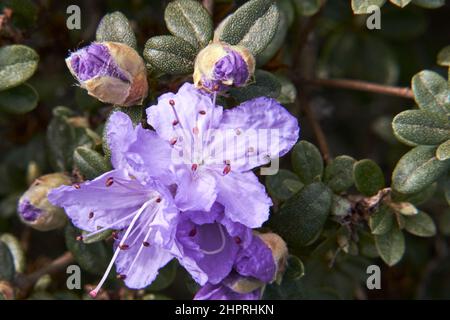 Lila Rhododendron Blume mit drei Knospen auf einem Busch Stockfoto