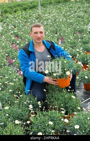 Professionelle Gärtner wächst Kapkörbchen im Gewächshaus Stockfoto