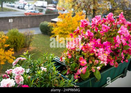 Rosa Blumen auf dem Balkon und Orangenbaum im Garten im Herbst. Natürlicher floraler Hintergrund. Home Gartenarbeit, Herbstsaison. 4K UHD Stockfoto