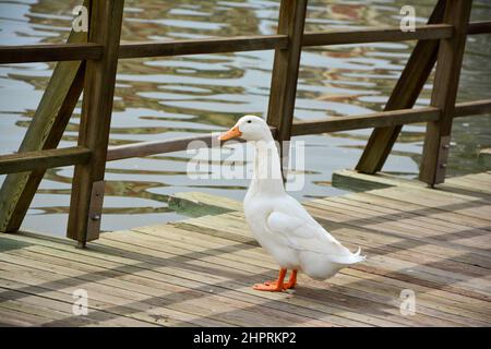 Ente auf der Holzbrücke Stockfoto